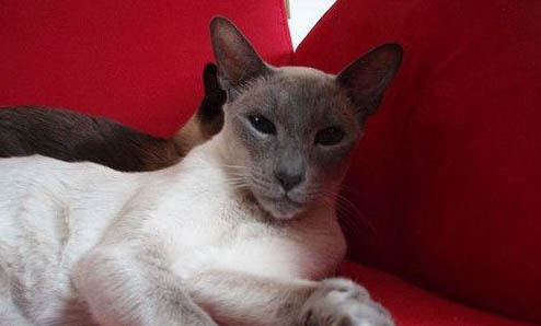 宠物猫哪种比较便宜,什么样的宠物猫最便宜又好