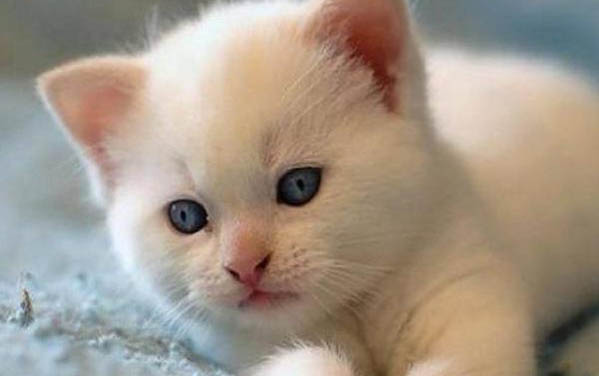 猫咪不会用猫砂怎么办
