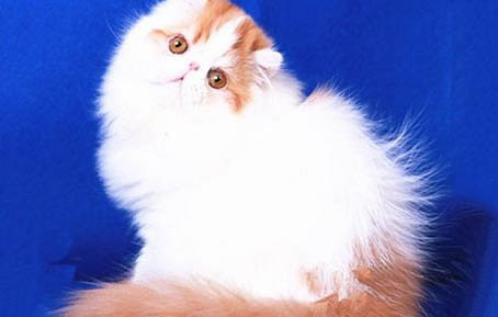 猫咪拉肚子有血,你需要知道的三大点