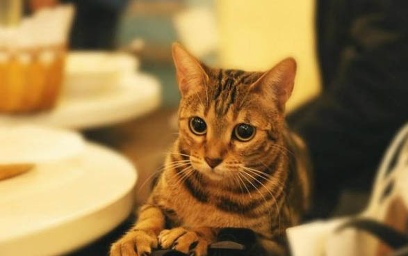 被猫抓了一下轻微破皮没流血