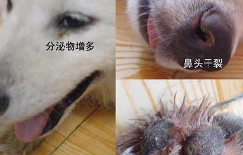 狗狗肛门腺一定要挤吗?