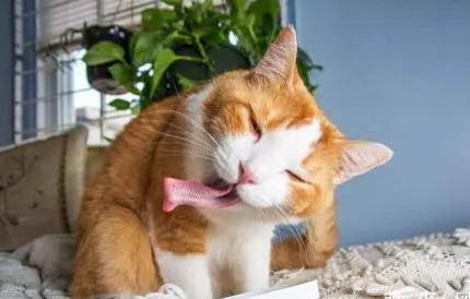 猫咪配种以后呕吐正常吗