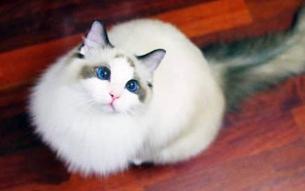 布偶猫要养多久才会粘人