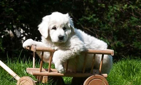 犬科动物和猫科动物哪个厉害