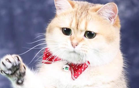 猫咪吹空调会感冒吗怎么办