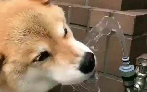 寄养狗狗的注意事项有哪些
