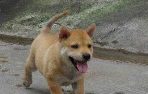 狗狗为什么总是屁股蹭地