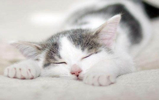 两个月小猫特别能喝水