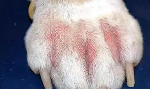狗狗狂喝水吐了又狂喝
