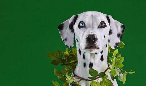 训练斑点狗常用哪些刺激方法