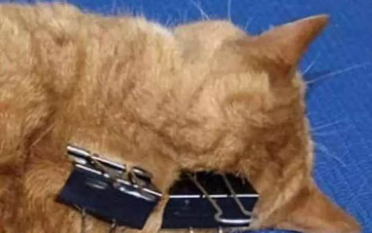猫咪眼睛里面有透明粘稠物并且还睁不开眼睛