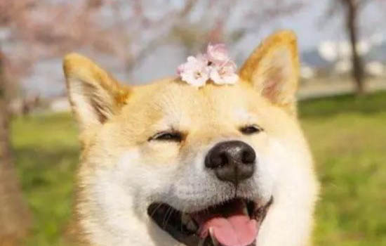 柴犬能活多久