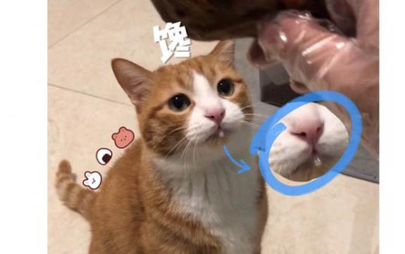 猫咪心脏不好有什么表现症状