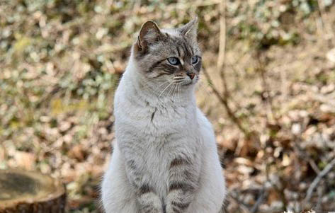猫白球比正常范围是多少