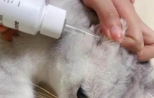 猫咪打止吐针有害吗