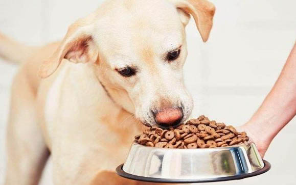 狗狗得了犬瘟多久才能治愈
