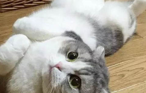 不能随便捡猫的原因