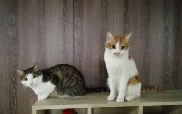 猫血尿能自己好吗