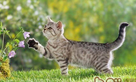 猫咪每天呕吐一次是怎么回事，猫能每天吃猫草吗