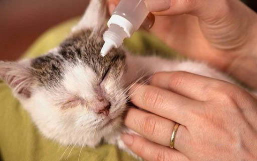 小猫尿黄怎么办