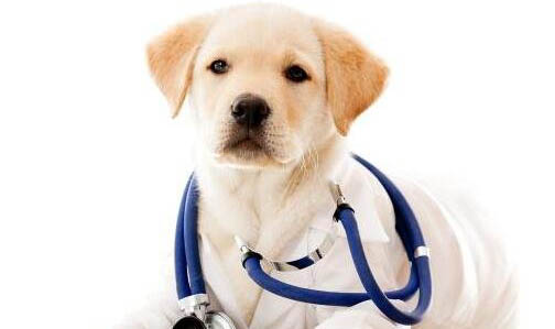 犬瘟痊愈后多久可以接触其它狗