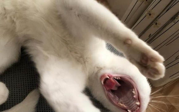 三个月小猫用吃化毛膏吗