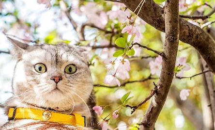 猫咪喜欢睡枕头原因