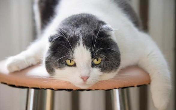 小猫打喷嚏流鼻涕怎么办?