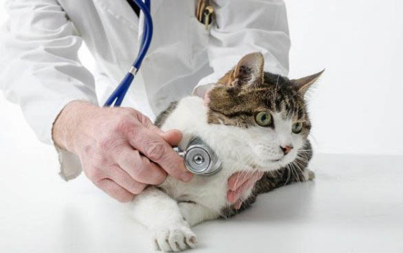 小猫吐白色泡沫粘液