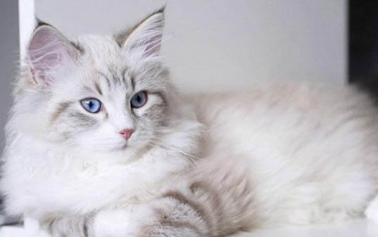 猫咪没得猫瘟但是白细胞偏低