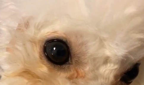 狗缺钙表现有哪些症状