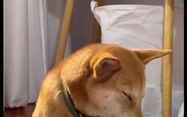 狗狗老是舔脚走路有点瘸