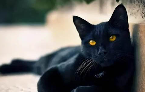 孟买猫和黑猫的区别有哪些