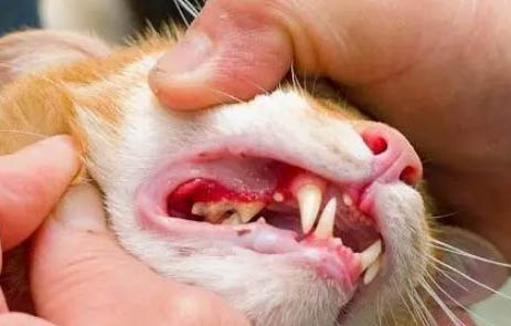 家猫要多大才可以生小猫