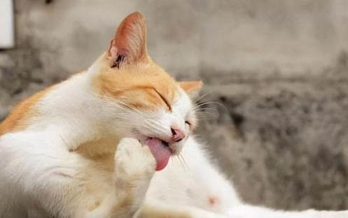 小猫到家多久可以和之前猫咪在一起