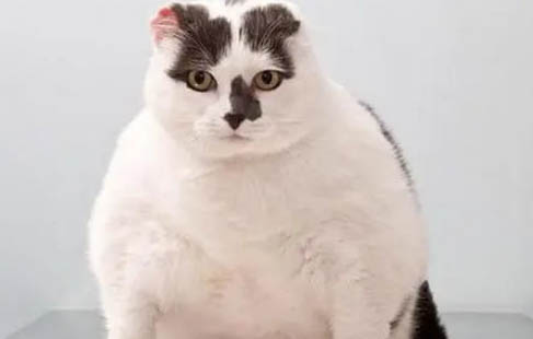 猫咪最近老是干呕怎么回事