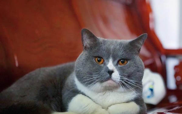 猫瘟多久会死