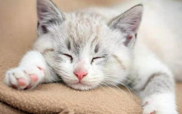 猫咪大概能活多长时间