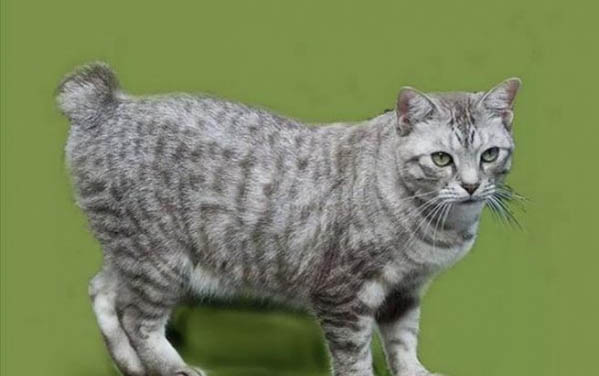 一个月小猫猫鼻支可以好吗