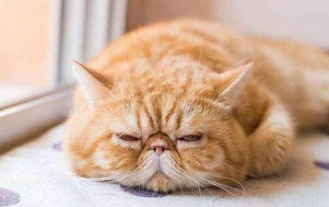 小猫能洗澡么?