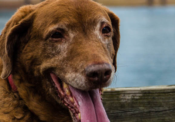 维希拉猎犬口吐白沫是什么原因