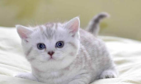 猫咪得了胰腺炎，怎么办？