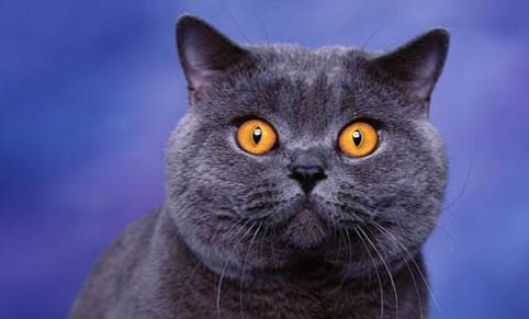 猫猫总胆红素偏高的原因及处理方法