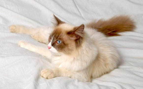 猫咪耳朵上长了小疙瘩一样的东西