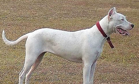 阿根廷杜高犬好养吗