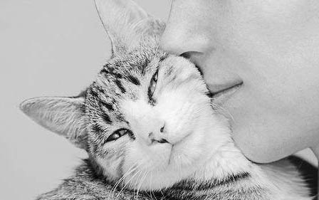 猫的羊水破了怎么办?