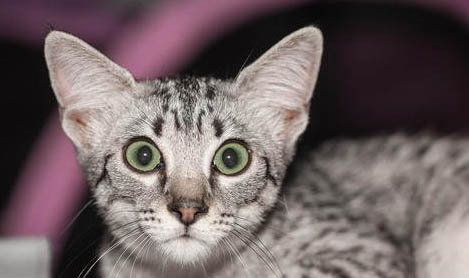 埃及猫应该如何训练