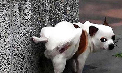 狗狗得了犬瘟多少天算撑过去了