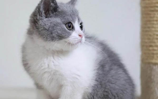 小猫发情期一般是多久