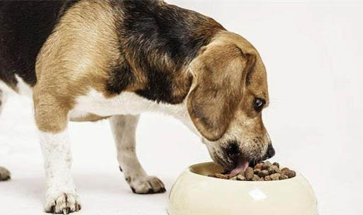 狗狗能吃熟的板栗吗？